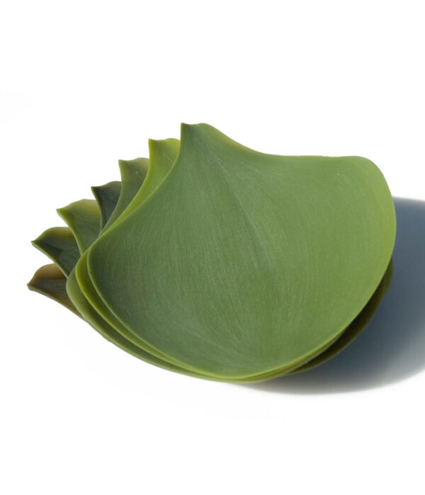 SEASONS SMALL πιάτα - συσκευασία 4 τεμαχίων